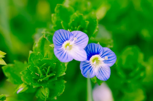 蓝色的花 — 图库照片