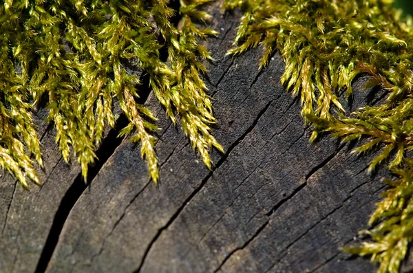 Зеленый мох на багажнике — стоковое фото
