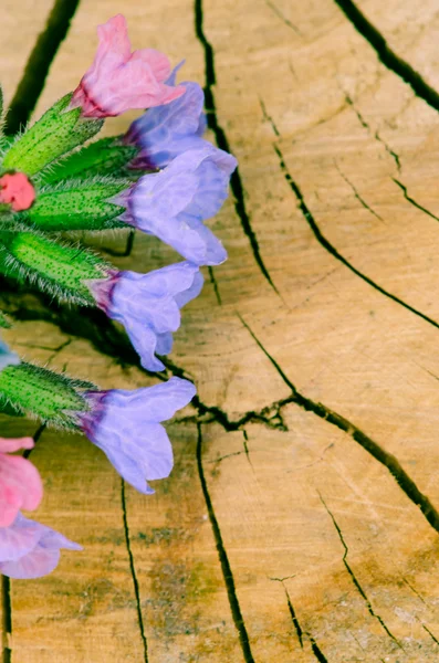 Ramo de flores rosadas azules — Foto de Stock