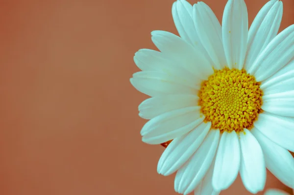 Daisy — Stock Photo, Image