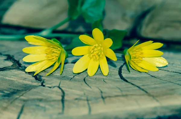 Bos van gele kingcup bloemen — Stockfoto