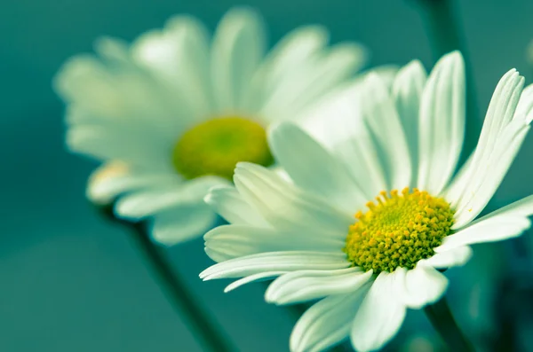 Daisy — Stock Photo, Image