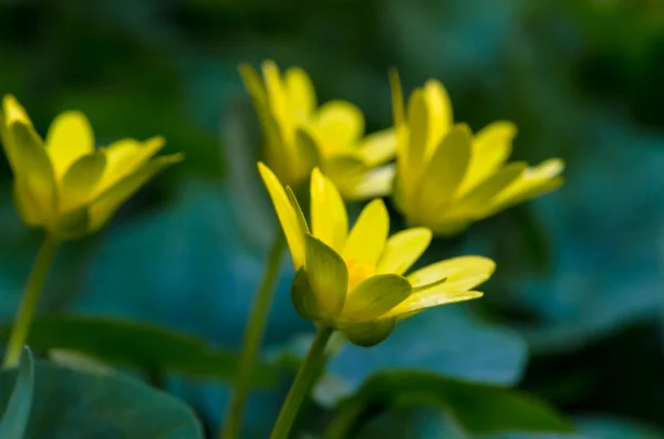 黄色の花 — ストック写真