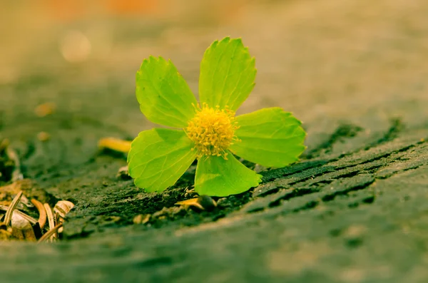 Grön blomma — Stockfoto