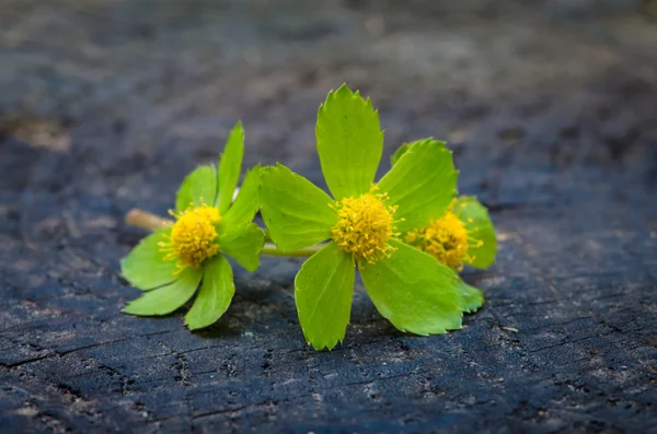 Flor verde —  Fotos de Stock