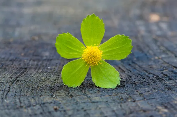 Groene bloem — Stockfoto