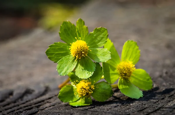 Green flower — Stock Photo, Image