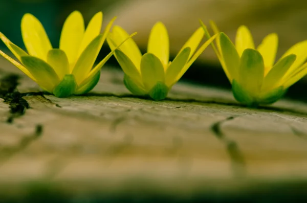 Yellow kingcup flowers — Stock Photo, Image