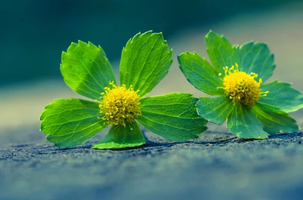 Flor verde — Foto de Stock