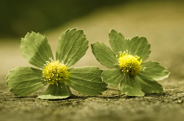 Fiore verde — Foto Stock