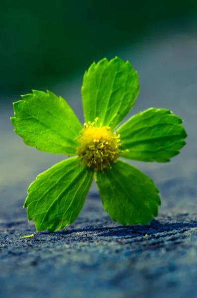 Flor verde — Fotografia de Stock