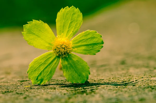 Flor verde — Foto de Stock