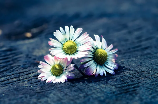 Daisy — Stock Photo, Image