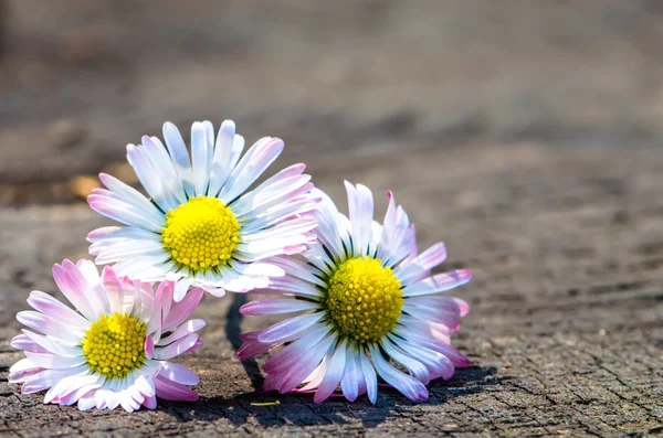 Daisy — Stock Photo, Image