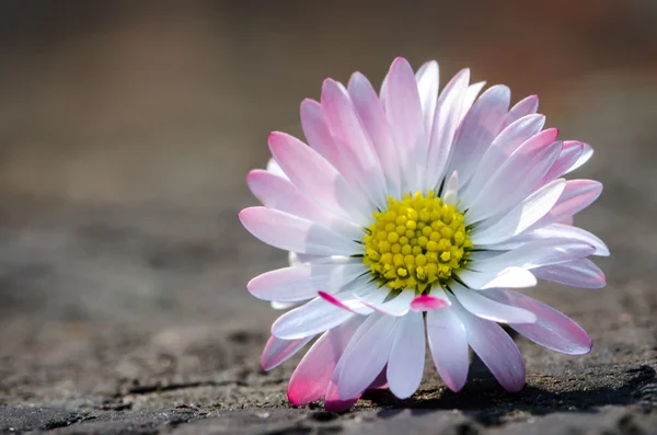 菊花 — 图库照片