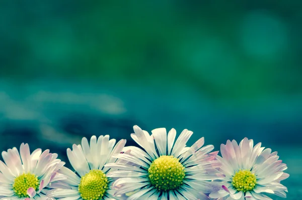 Daisy — Stock Photo, Image