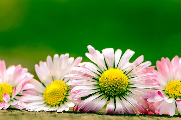 Daisy — Stock Photo, Image