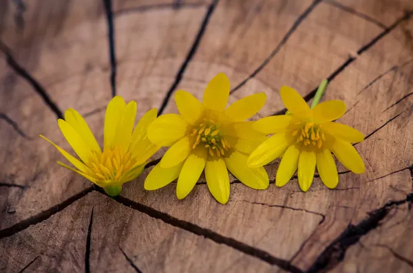黄色の kingcup の花 — ストック写真