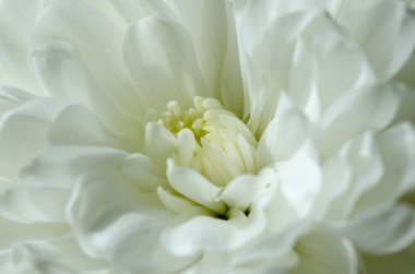 Biała Chryzantema detal