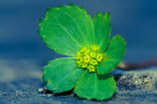 Flor verde —  Fotos de Stock