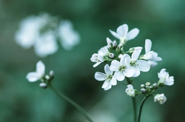 Lila blomma — Stockfoto