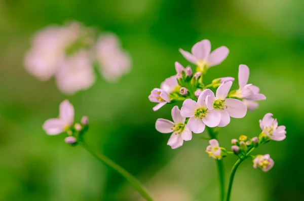 紫色的小花 — 图库照片