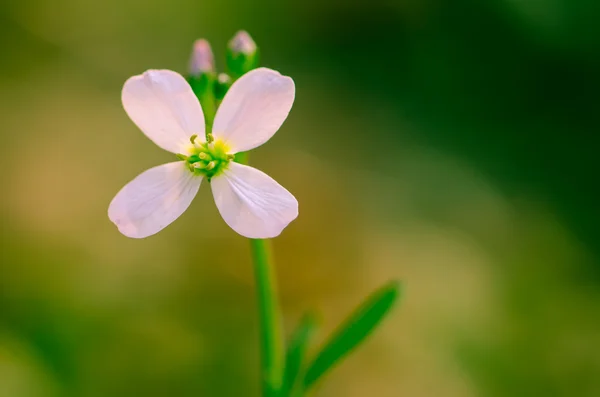 紫色的小花 — 图库照片