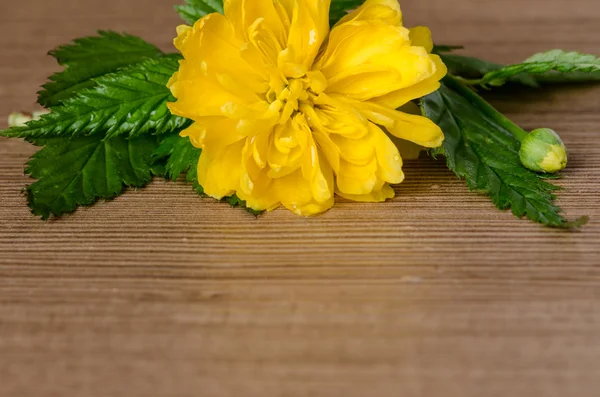 Yellow flower — Stock Photo, Image