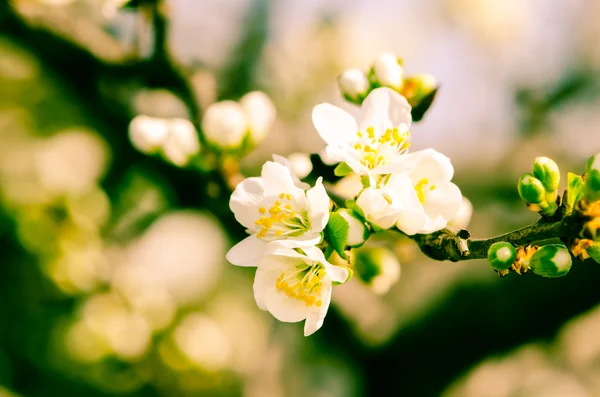 Witte bloemen — Stockfoto