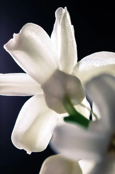 Witte hyacint — Stockfoto