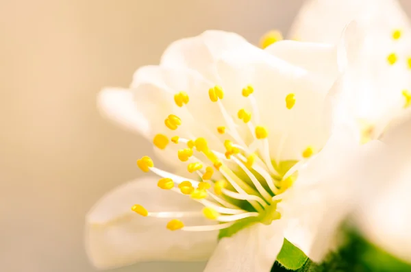 Flores blancas —  Fotos de Stock