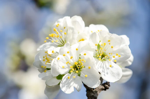 Weiße Blüten — Stockfoto