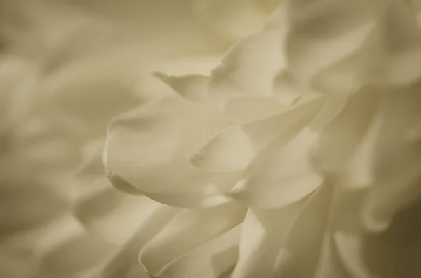 Détail chrysanthème blanc — Photo