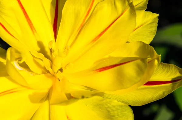 Gelbe Tulpe — Stockfoto