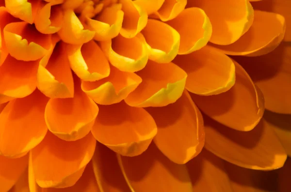 Détail chrysanthème orange — Photo