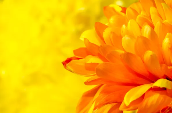 Orange chrysanthemum detail — Stock Photo, Image