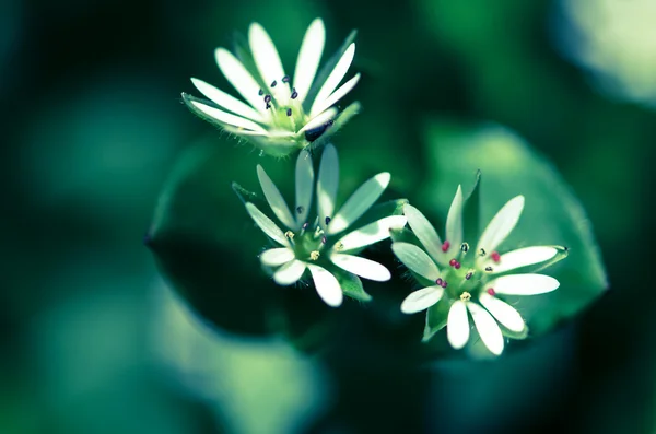White flower — Stock Photo, Image