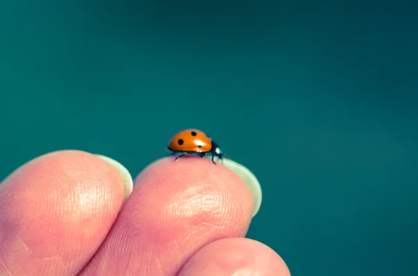 Ladybird — Stockfoto