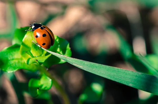 Ladybird — Stock Photo, Image