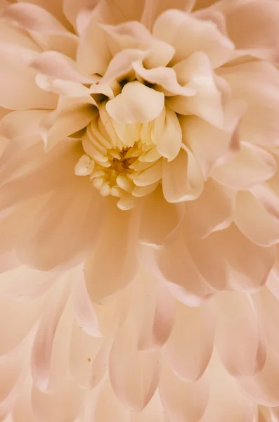 白い菊詳細 — ストック写真