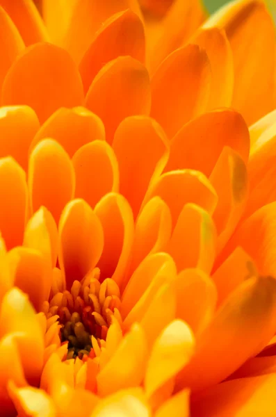 Detalle de crisantemo naranja —  Fotos de Stock