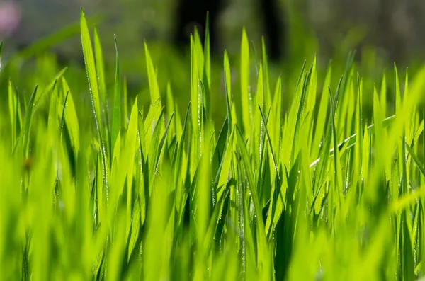 Grama verde — Fotografia de Stock