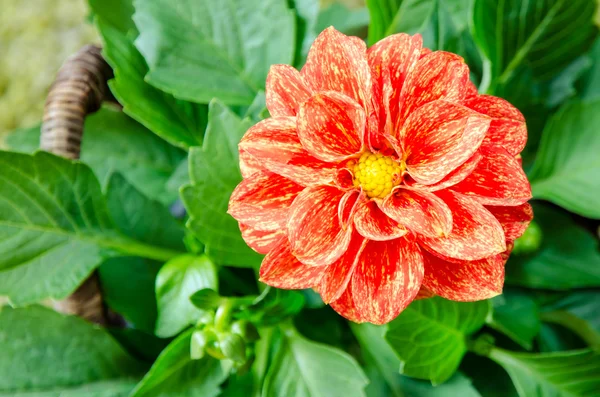 Röd orange blomma — Stockfoto