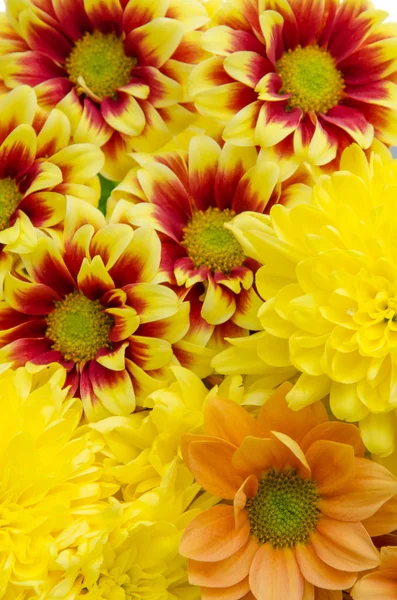 Yellow orange flowers — Stock Photo, Image