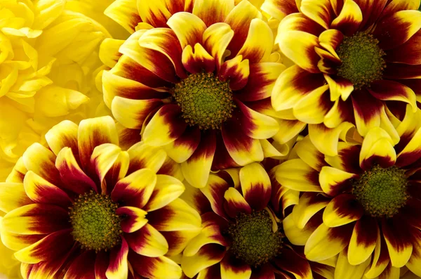 Amarillo flores anaranjadas —  Fotos de Stock