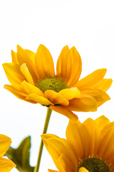 Yellow orange flowers — Stock Photo, Image