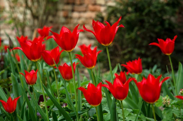 Red tulip — Stock Photo, Image