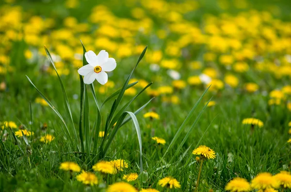 Flores de narciso blanco — Foto de Stock