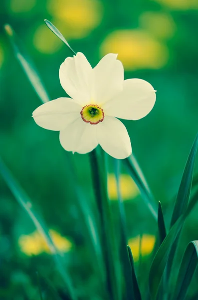 Bílý Narcis květiny — Stock fotografie