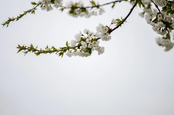 Fleurs blanches de printemps — Photo